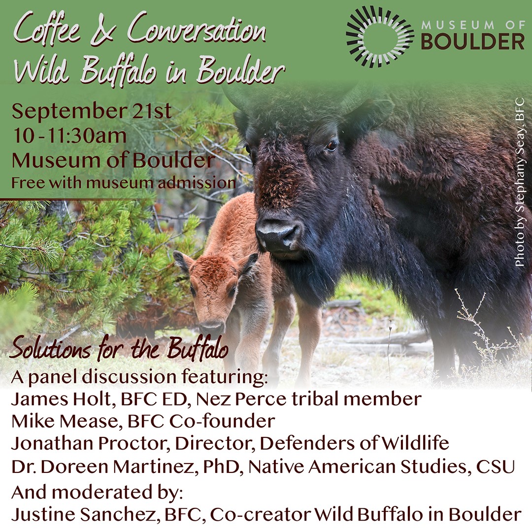 wild buffalo in boulder 2 595