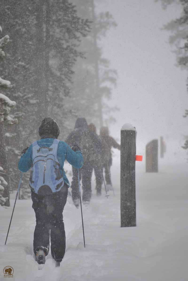 buffalo field campaign voluteers skiing park boundary