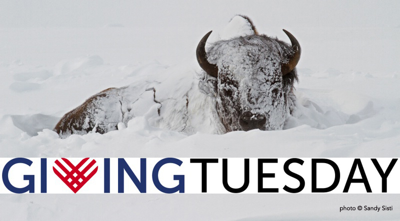 buffalo field campaign giving tuesday