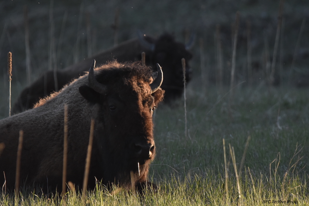 2021 07 29 01 002 golden hour buffalo