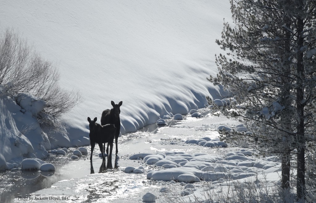 2022 01 20 01 002 moose patrol