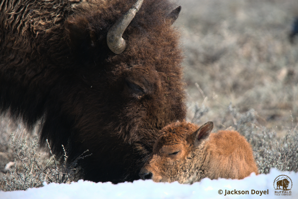 bfc endangered species photo may 2021 watermarked