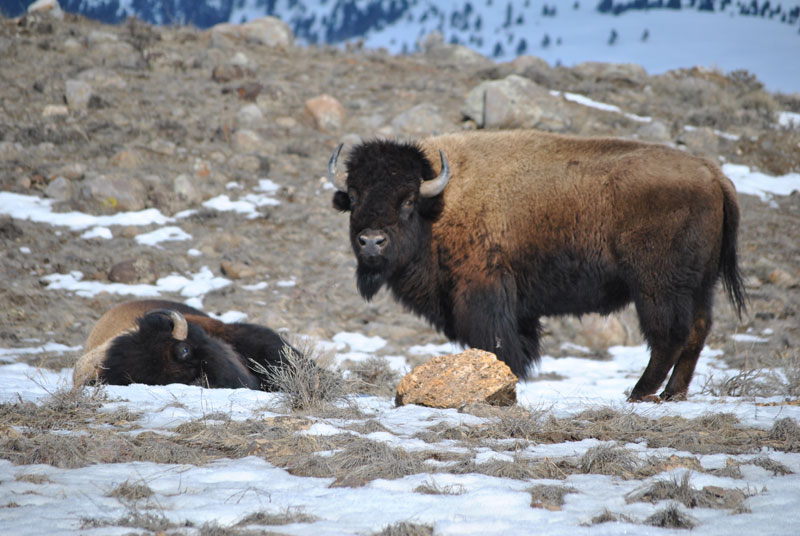 2022 11 17 yellowstone buffalo