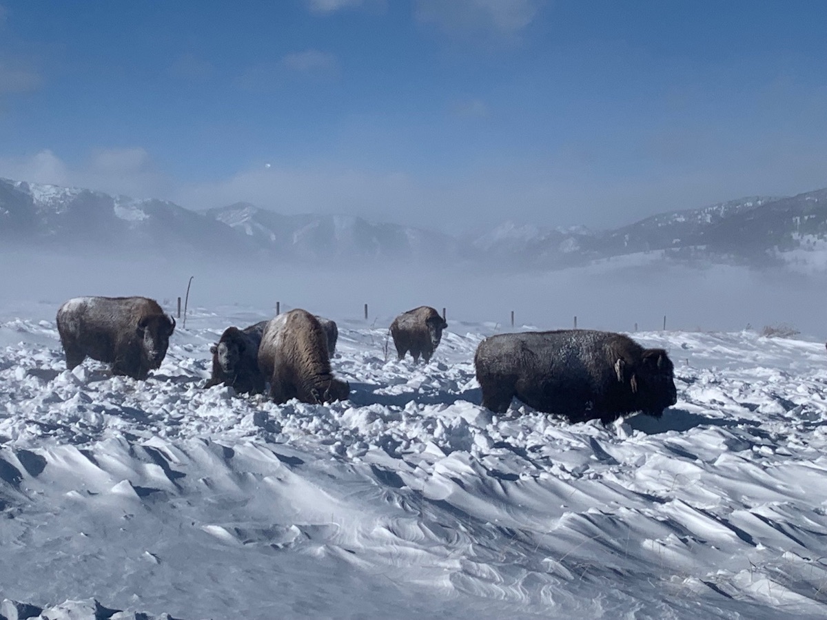 bfc Happy Holidays from the Buffalo Field Campaign facebook 1200 630px