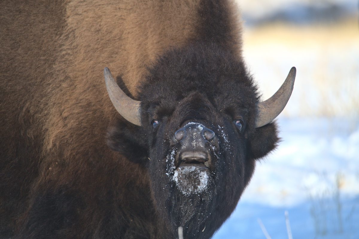 2023 01 12 01 bison snorting