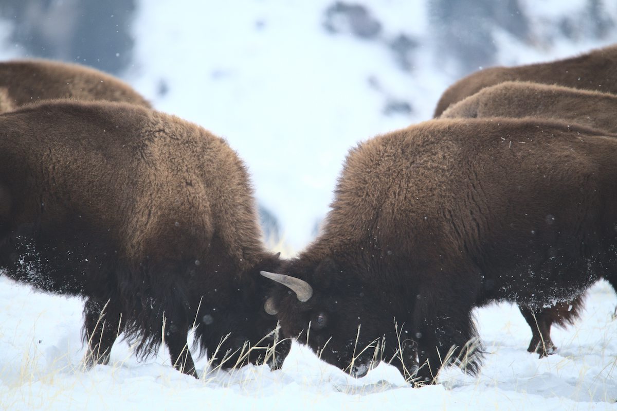 2023 01 26 bison rut