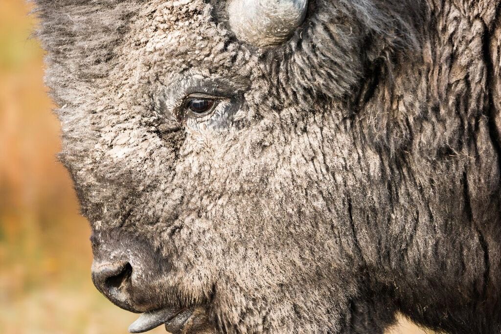 bfc on the buffalo trail february 2023