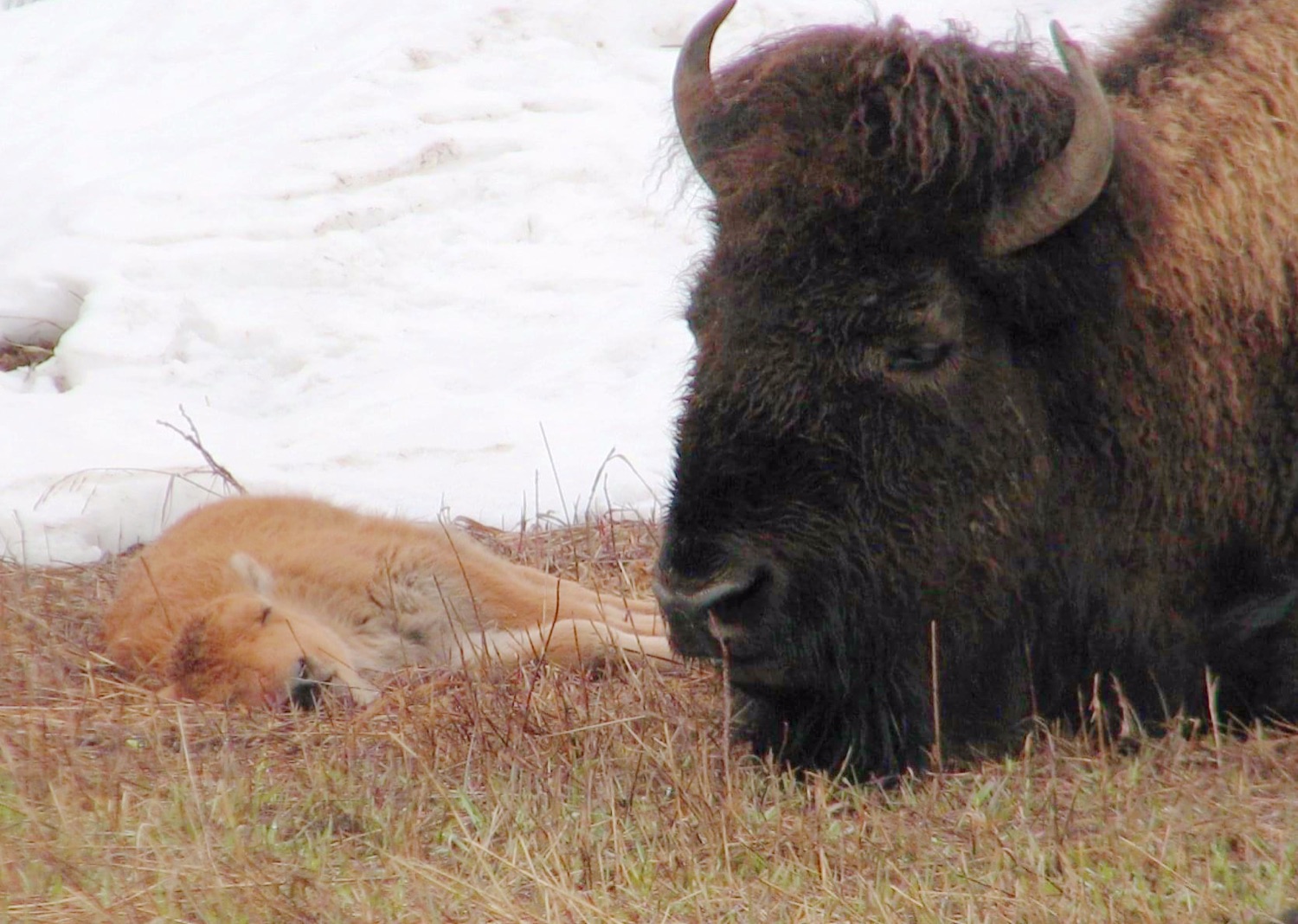 2023 05 11 update from the field mothers day cow calf