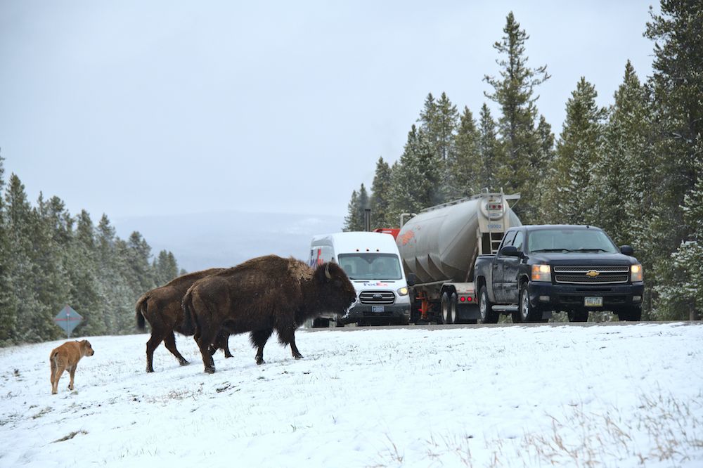 update Jackson Doyel Photo wildlife on road