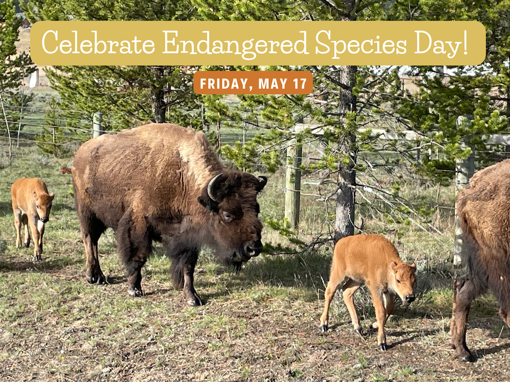 bfc endangered species day 2024 facebook photo celebrate