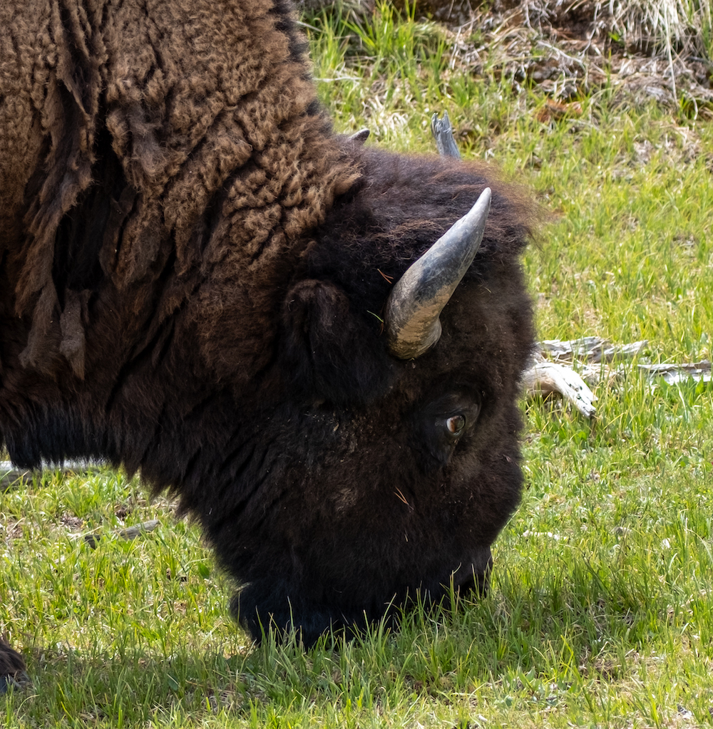 bfc update 2024 06 05 update travis ickes Bull Looking Up