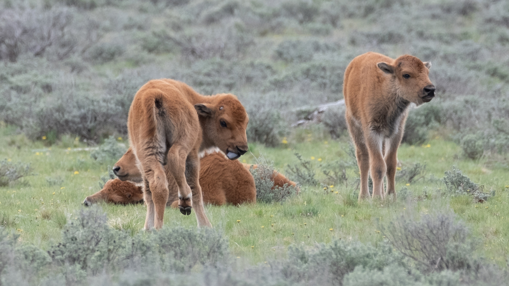 bfc update 2024 06 05 update travis ickes Calf Party