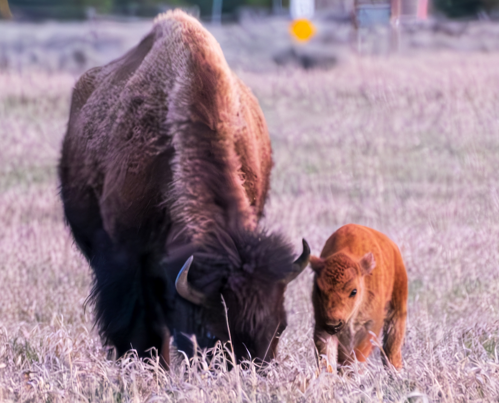 bfc update 2024 06 05 update travis ickes Cow Calf 1