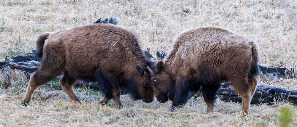 bfc update 2024 06 05 update travis ickes Dueling Yearlings