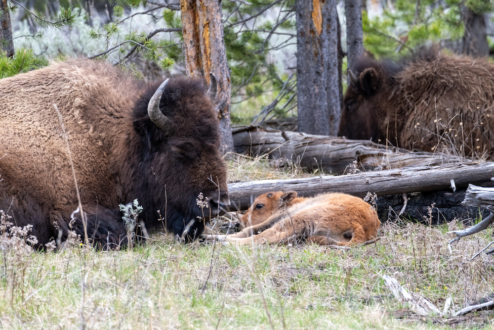 bfc update 2024 06 05 update travis ickes Resting Calf