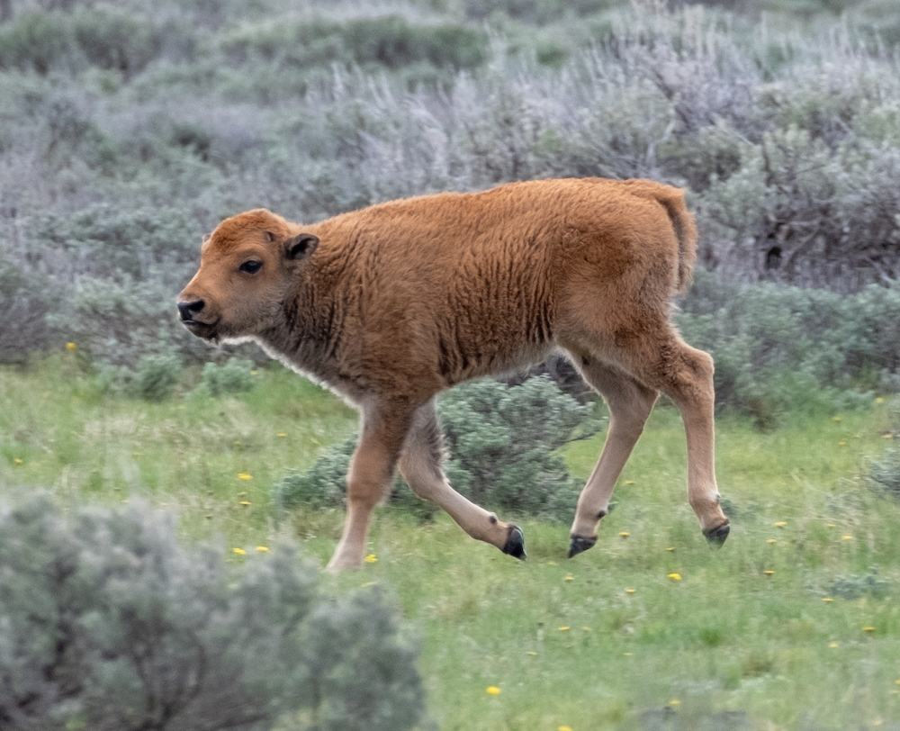 bfc update 2024 06 05 update travis ickes Running Calf