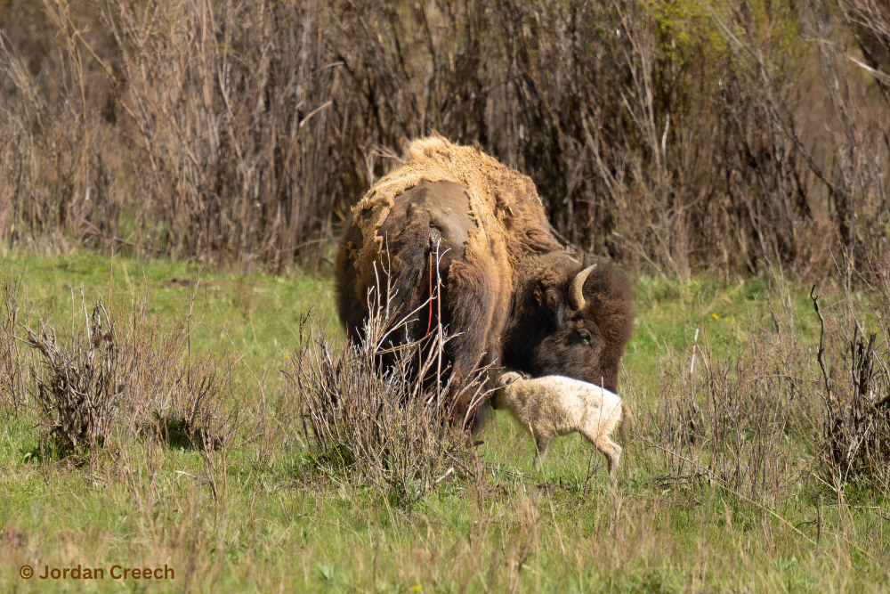 bfc white buffalo calf jordan creech 01