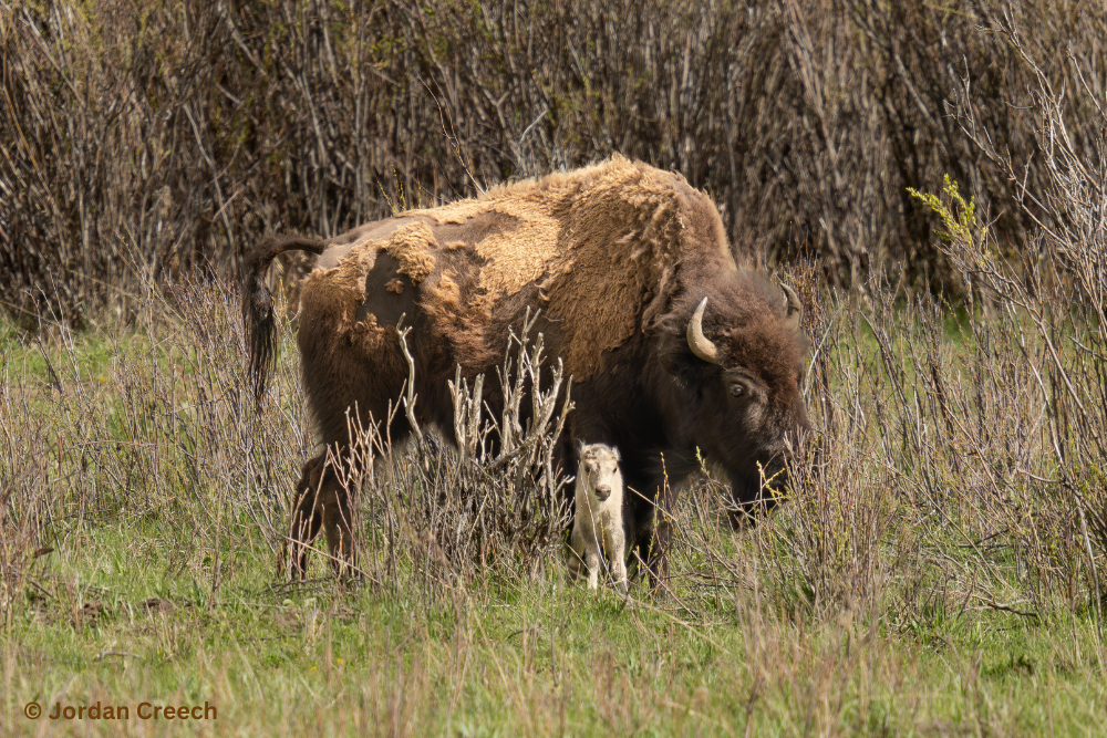 bfc white buffalo calf jordan creech 02