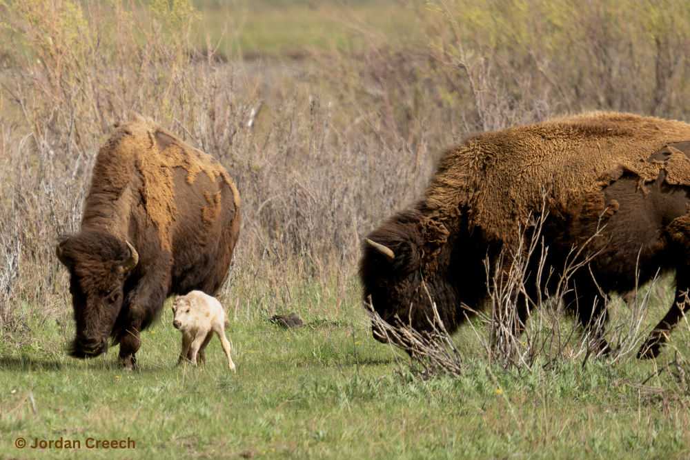 bfc white buffalo calf jordan creech 03