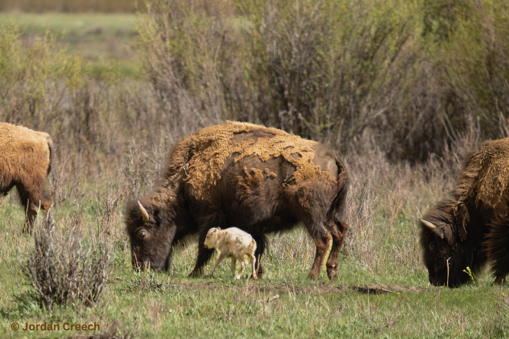 bfc white buffalo calf jordan creech 04