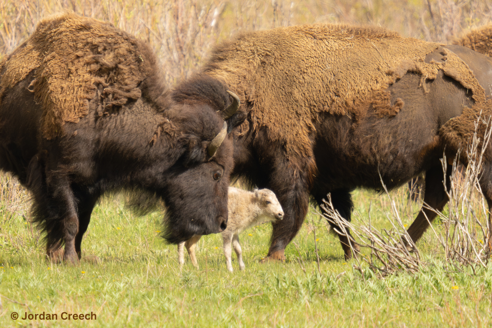 bfc white buffalo calf jordan creech 03