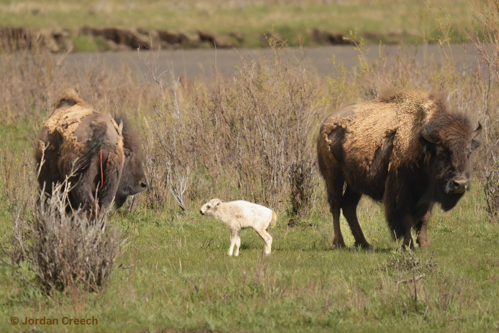 bfc white buffalo calf jordan creech 06