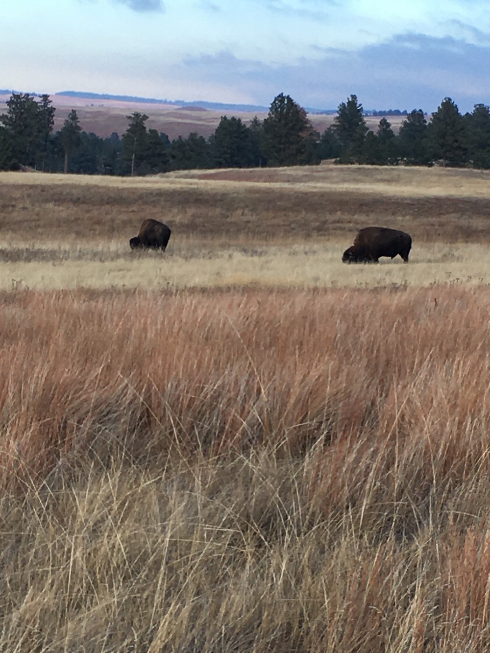 bfc update 2024 11 28 Wind Cave Buffalo