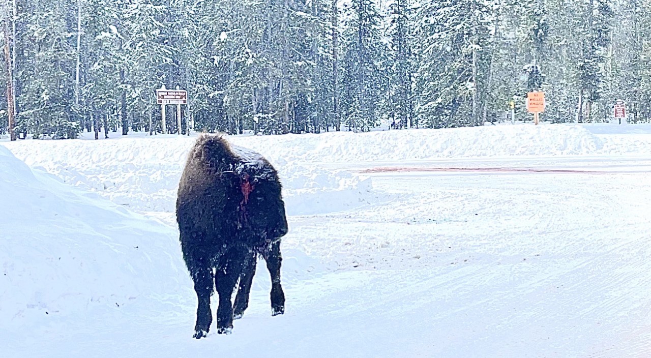 bfc buffalo bridge wildlife crossing orphan 1280