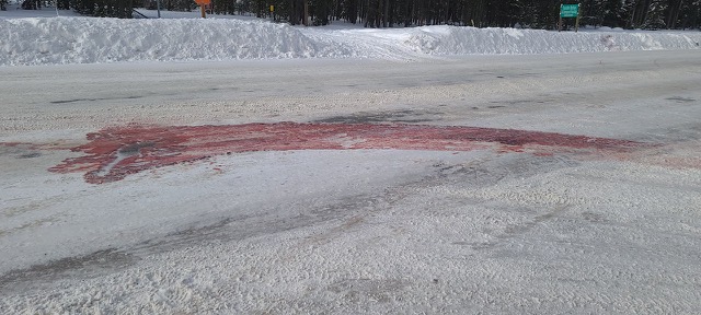 bfc wildlife crossing bison blood