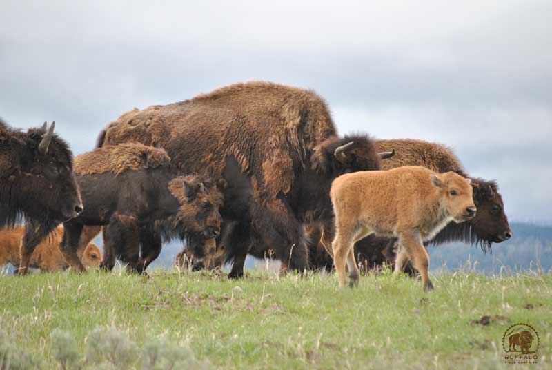 bfc press release bison in road