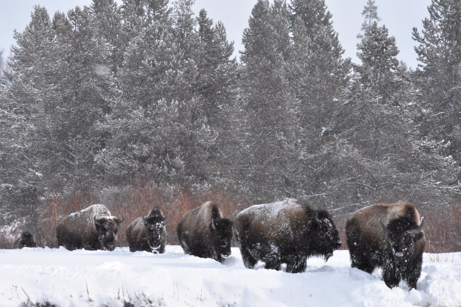 2023 01 10 bison in snow