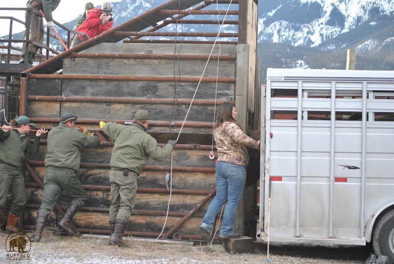 2023 02 02 yellowstone national park bison trap