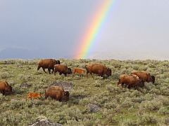 bfc image rainbow buffalo