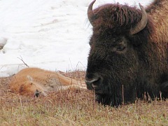 bfc on the buffalo trail august 2023