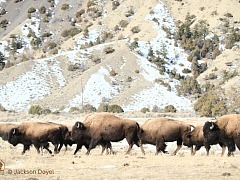 bfc on the buffalo trail april 2024