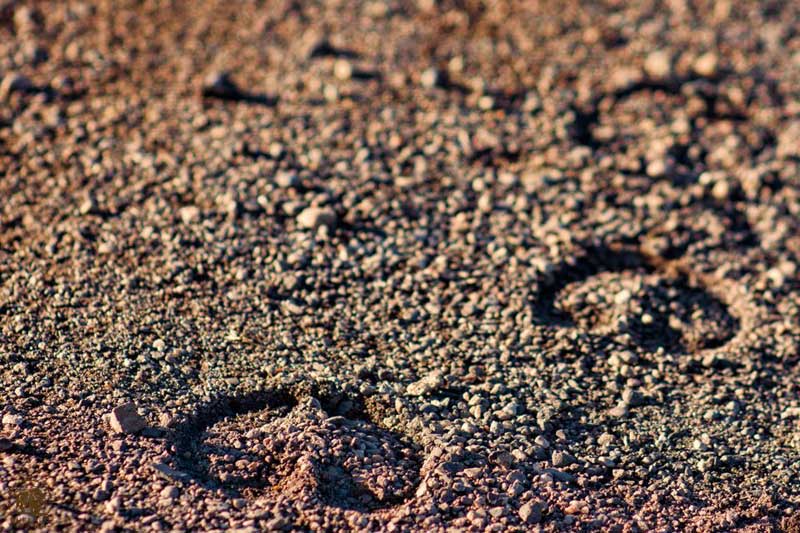 yellowstone national park bison hoof prints